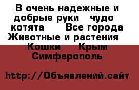 В очень надежные и добрые руки - чудо - котята!!! - Все города Животные и растения » Кошки   . Крым,Симферополь